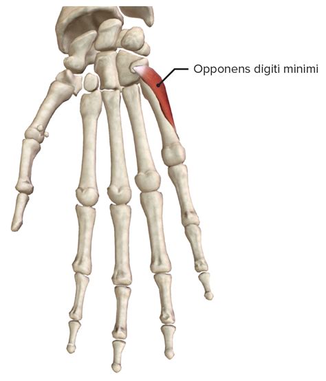 Hand Knochen Muskulatur Innervation Funktion Lecturio