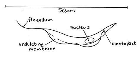 Trypanosoma Microbewiki