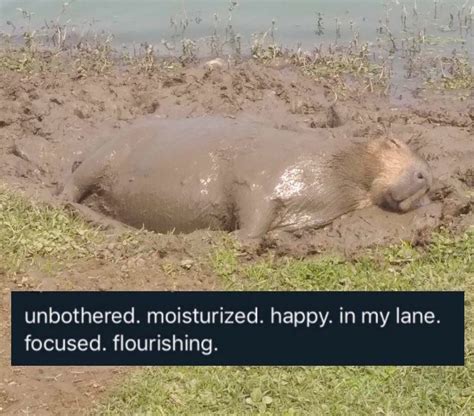 A Capybara In Its Lane Capybaras Know Your Meme