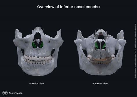 Overview of inferior nasal concha | Media Library | Anatomy.app | Learn ...