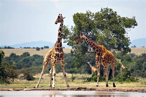 Bataan National Park Animals