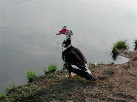 Индоутка: описание породы, сколько живут, чем питаются