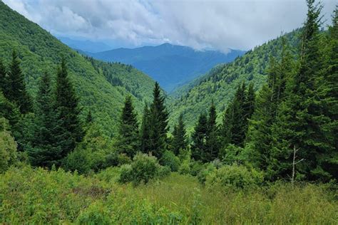 Forests in Tennessee