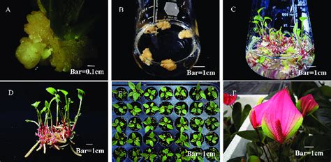 Callus Induction From Leaf Explants Adventitious Shoot Regeneration