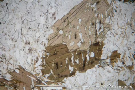 Biotite Thin Section Phyllosilicates Microckscopic