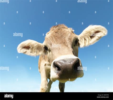 Dairy Cow Portrait Low Angle Hi Res Stock Photography And Images Alamy