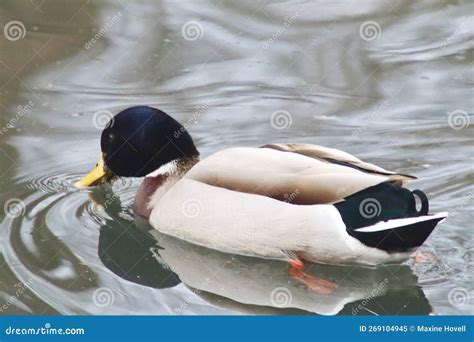 Mallard Duck with Beak in Water Stock Image - Image of nature, bird ...