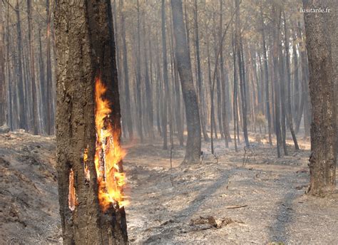 Incendies De Forêt Au Portugal ⋆ Portugal En Français