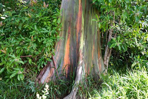 Rainbow Eucalyptus Tree Leaves