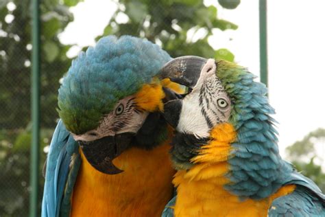 O Que É A Monogamia - Você sabe o que é monogamia? – Green Farm