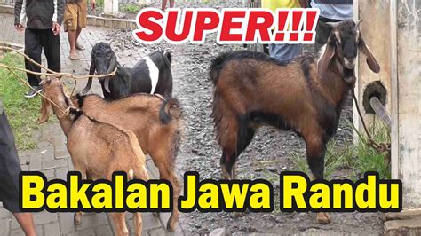 Cek Harga Kambing Cempe Jawa Randu Super Pasar Batoh Bayan