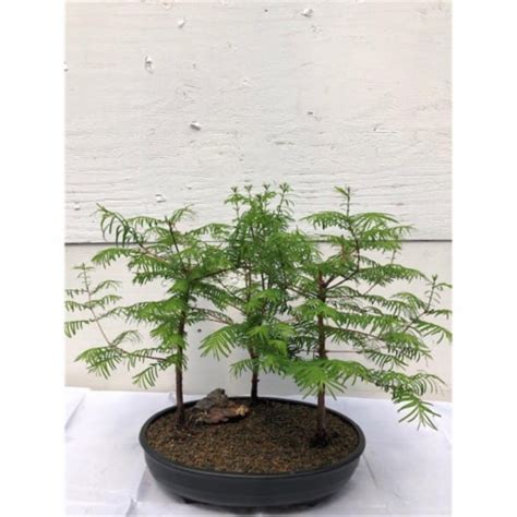 Bonsai Boy C Redwood Bonsai Tree Three Forest Group Metasequoia