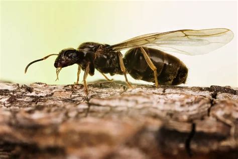 Primer plano macro toma de Black Garden Ant Su nombre en latín es