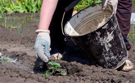 Proper Disposal of Wood Ashes – Ottawa Valley Waste Recovery Centre (OVWRC)