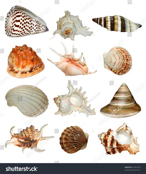 Collection Tropical Sea Shells Stock Photo 41962753 Shutterstock