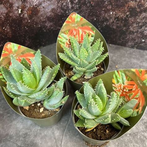 Растение ⌀ 7 Aloe BREVIFOLIA (Алоэ): купить c доставкой почтой 🌸 ...