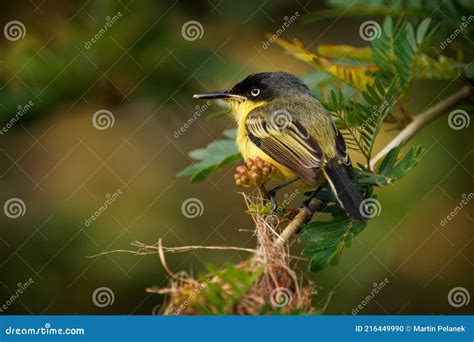 Common Tody Flycatcher Todirostrum Cinereum Small Yellow Passerine