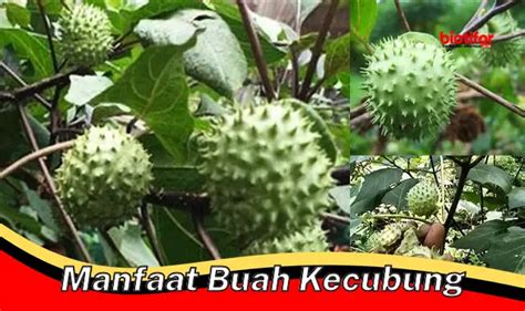 Temukan 5 Manfaat Buah Kecubung Yang Jarang Diketahui Biotifor