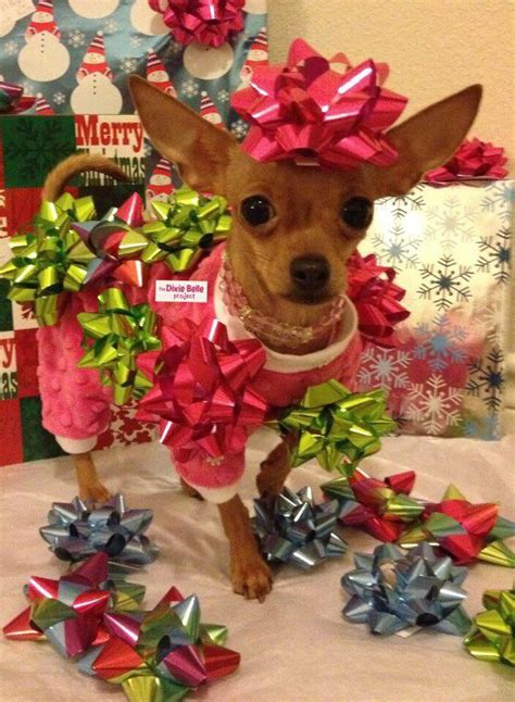 Merry Christmas Chihuahua I Know When I Woke Up I Looked Like This