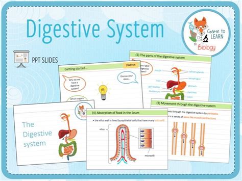 Digestive System Powerpoint Ppt Ks34 Teaching Resources