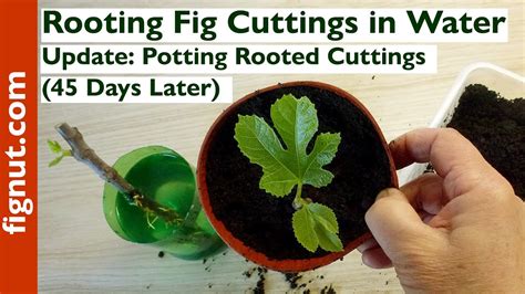 Rooting Fig Cuttings In Water Update Potting Rooted Cuttings 45