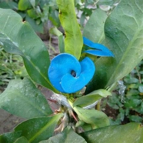 3 Esqueje De Corona De Cristo Azul Naranjado Violeta Envío gratis