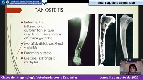 Fmvz Unam Imagenolog A Veterinaria Lunes De Agosto De Esqueleto