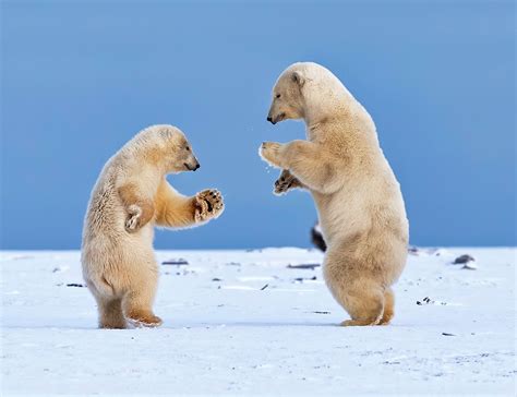 Dancing Polar Bears Blank Template - Imgflip