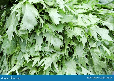 Mizuna stock image. Image of green, greens, vegan, kyona - 78150529