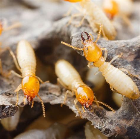 A 2019 Guide To Termite Control Insectek Pest Solutions