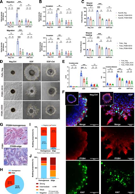 Itgb Promotes Migration And Invasion Of Hnscc Cells A B Control And