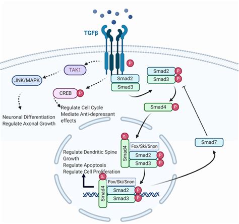 Illustration Of Canonical And Non Canonical Tgf Signalling Tgf