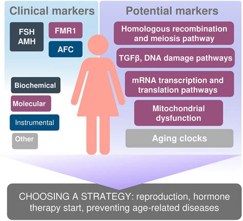 Reproductive Aging Understanding The Biological Clock Reproductive Health