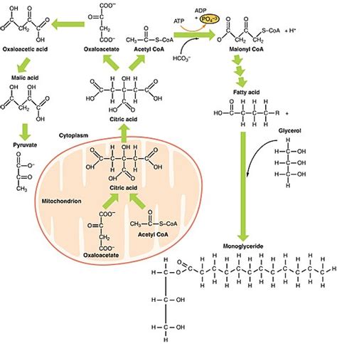 What Role do Enzymes Play in Metabolism | 5 Main Functions in the Body