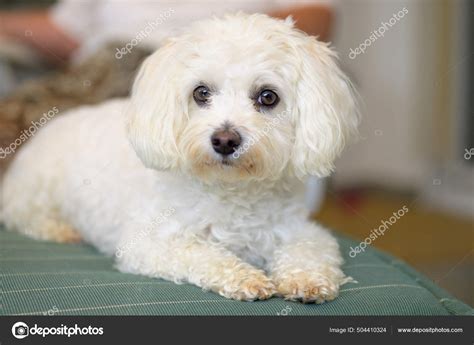 Maltese Havanese Mix Puppies