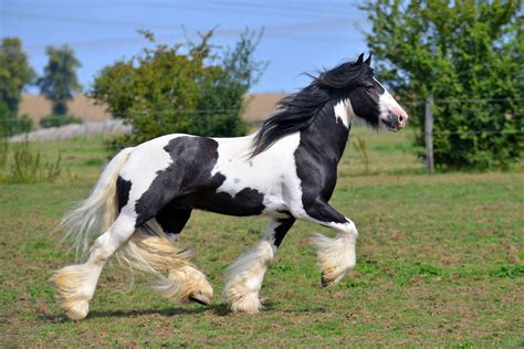 Tinker Irish Cob