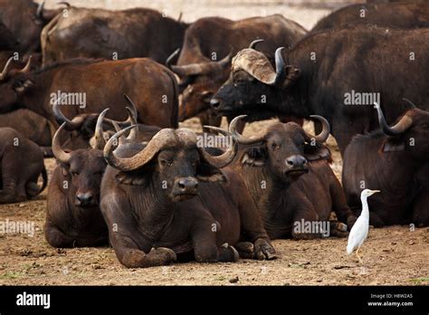 Buffalo Syncerus Cattle Egret Bubulcus Hi Res Stock Photography And