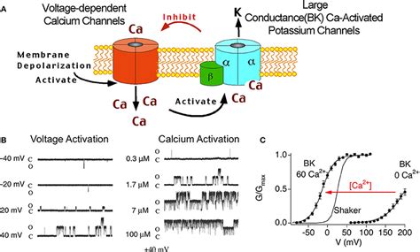 Frontiers Current Understanding Of Iberiotoxin Resistant BK Channels