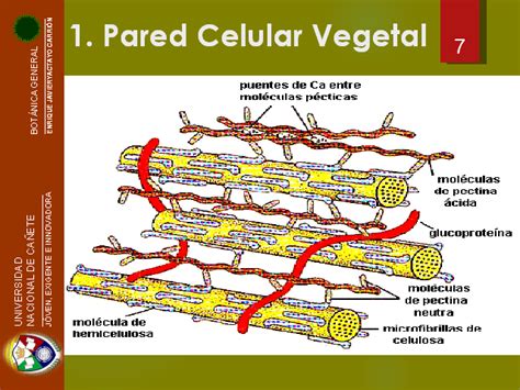 Estructura Y Funcion De La Pared Celular Vegetal Consejos Celulares