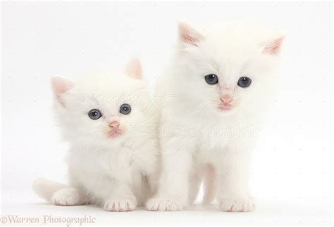 White kittens photo WP27857