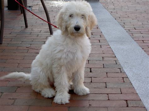 White Goldendoodle Sitting On Brick Sidewalk