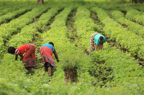 Bodi Ya Chai Tanzania Kufufua Mashamba Yote Yaliyotelekezwa Kuongeza