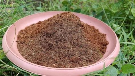 Brown Organic Coco Peat Powder Packaging Type Loose At Rs 5 50 Kg In