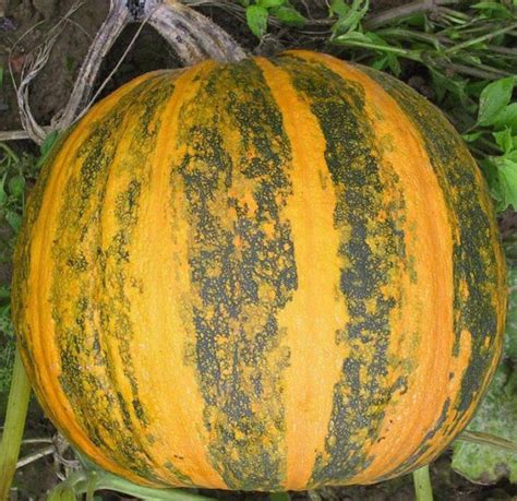 Pumpkin Kakai Pumpkins Hulless Dana Seeds Heirloom Etsy