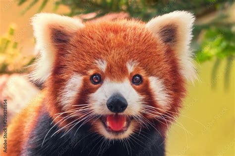 Red Panda Close Up Stock Photo Adobe Stock