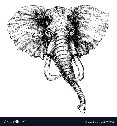 Elephant head Royalty Free Vector Image - VectorStock