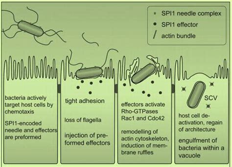 Pathogenicity Island In Salmonella Intechopen