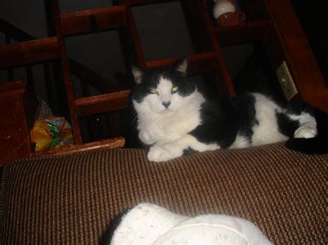 fatmax  darkdarigaaz  deviantart