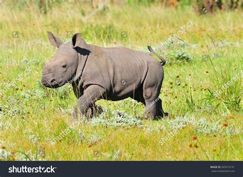 13,412 Baby rhinoceros Images, Stock Photos & Vectors | Shutterstock