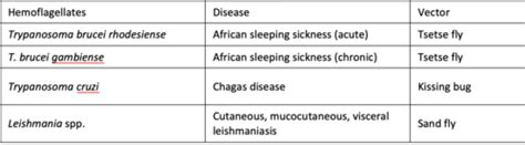 🌟 Comparison Of The Trypanosoma Spp And Leishmania Spp Flashcards